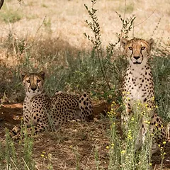 Namibia has the largest population of free-roaming cheetahs in the world. Although endangered, you can run across one of the 3,000 or so free-roaming cheetahs in the country.